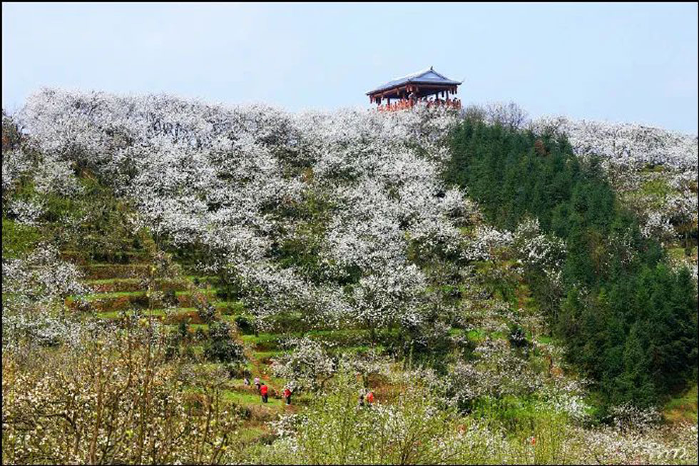 【春天，广西桂林灌阳县向您发出邀请！】我们在灌阳看梨花 - 游山玩水 - 吐鲁番生活社区 - 吐鲁番28生活网 tlf.28life.net