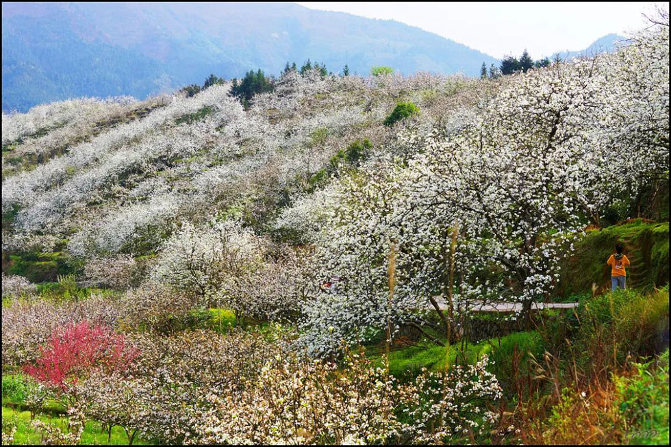 【春天，广西桂林灌阳县向您发出邀请！】我们在灌阳看梨花 - 游山玩水 - 吐鲁番生活社区 - 吐鲁番28生活网 tlf.28life.net