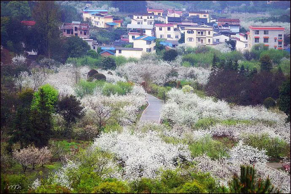 【春天，广西桂林灌阳县向您发出邀请！】我们在灌阳看梨花 - 游山玩水 - 吐鲁番生活社区 - 吐鲁番28生活网 tlf.28life.net