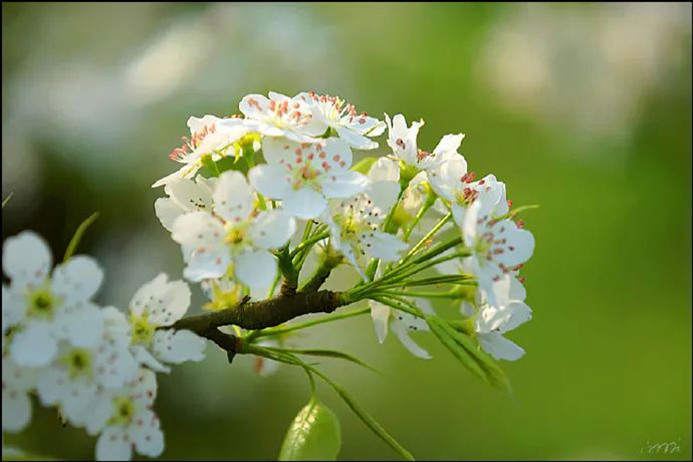 【春天，广西桂林灌阳县向您发出邀请！】我们在灌阳看梨花 - 游山玩水 - 吐鲁番生活社区 - 吐鲁番28生活网 tlf.28life.net