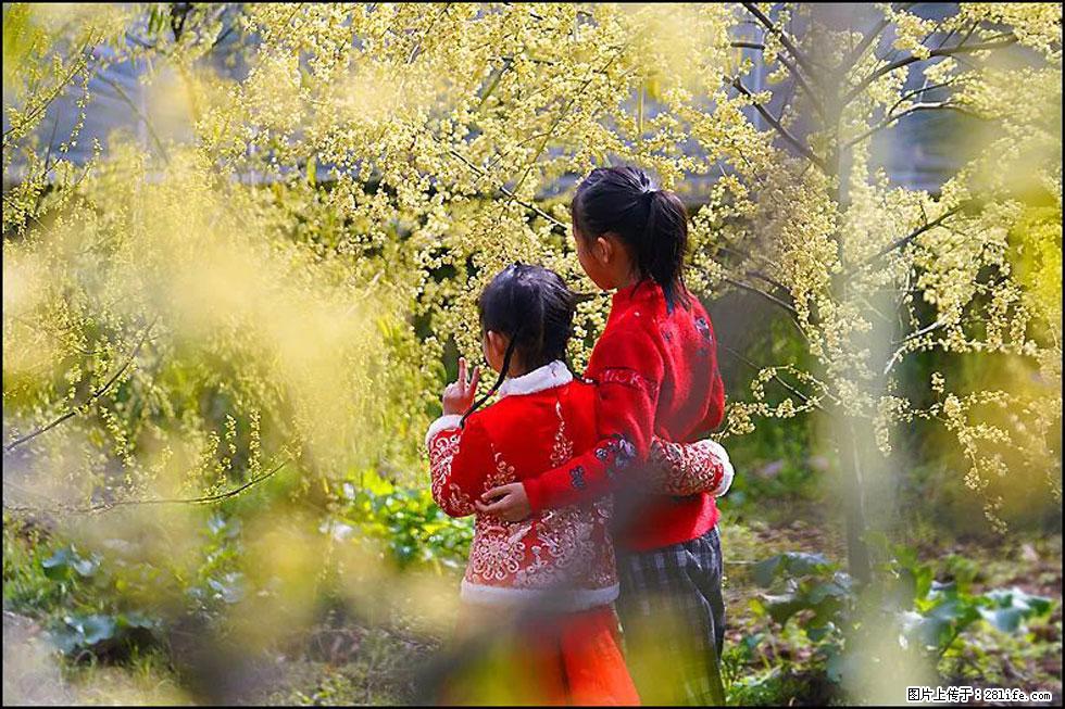 【春天，广西桂林灌阳县向您发出邀请！】米珠山前有片山苍子花在飘香 - 游山玩水 - 吐鲁番生活社区 - 吐鲁番28生活网 tlf.28life.net
