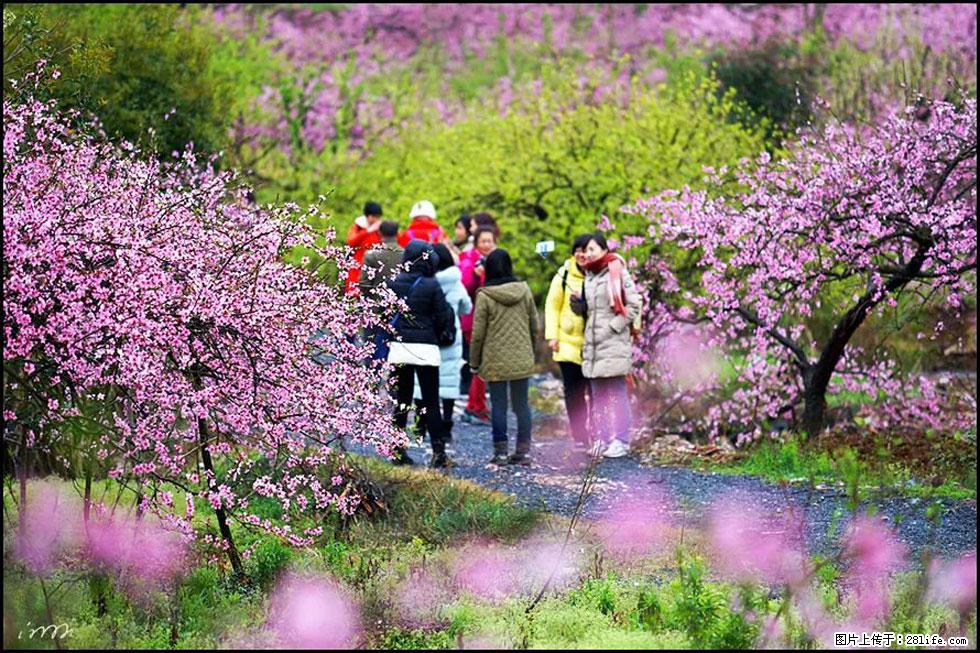 【春天，广西桂林灌阳县向您发出邀请！】官庄村有个醉美的桃花园 - 游山玩水 - 吐鲁番生活社区 - 吐鲁番28生活网 tlf.28life.net