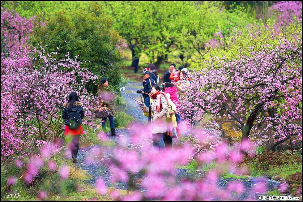 【春天，广西桂林灌阳县向您发出邀请！】官庄村有个醉美的桃花园 - 游山玩水 - 吐鲁番生活社区 - 吐鲁番28生活网 tlf.28life.net