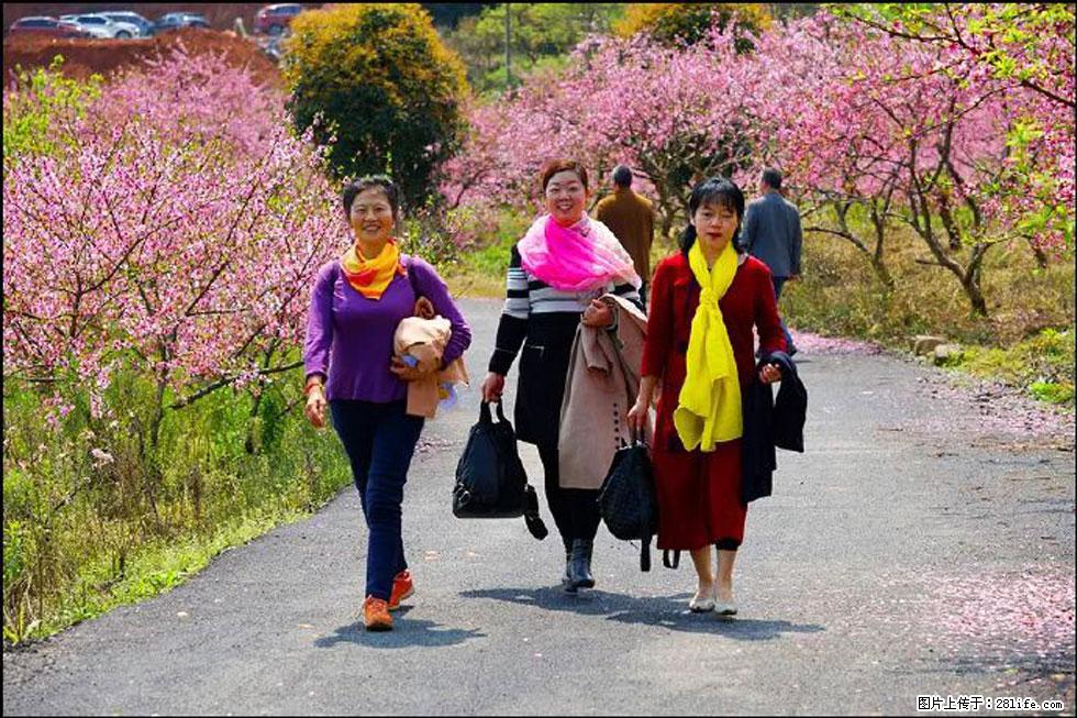 【春天，广西桂林灌阳县向您发出邀请！】官庄村有个醉美的桃花园 - 游山玩水 - 吐鲁番生活社区 - 吐鲁番28生活网 tlf.28life.net