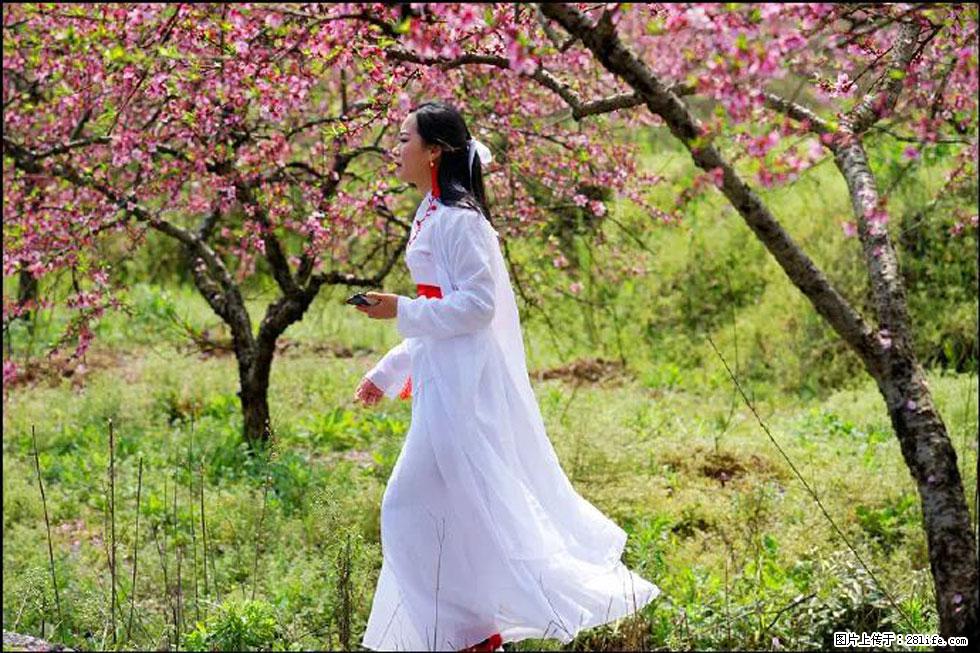 【春天，广西桂林灌阳县向您发出邀请！】官庄村有个醉美的桃花园 - 游山玩水 - 吐鲁番生活社区 - 吐鲁番28生活网 tlf.28life.net