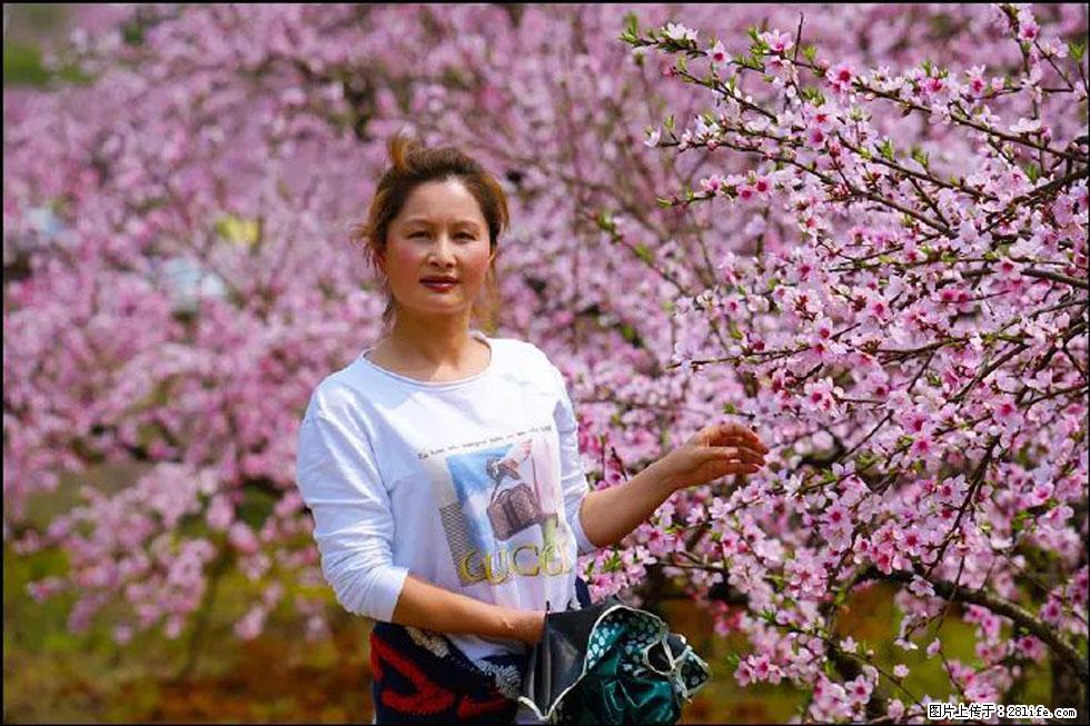 【春天，广西桂林灌阳县向您发出邀请！】官庄村有个醉美的桃花园 - 游山玩水 - 吐鲁番生活社区 - 吐鲁番28生活网 tlf.28life.net
