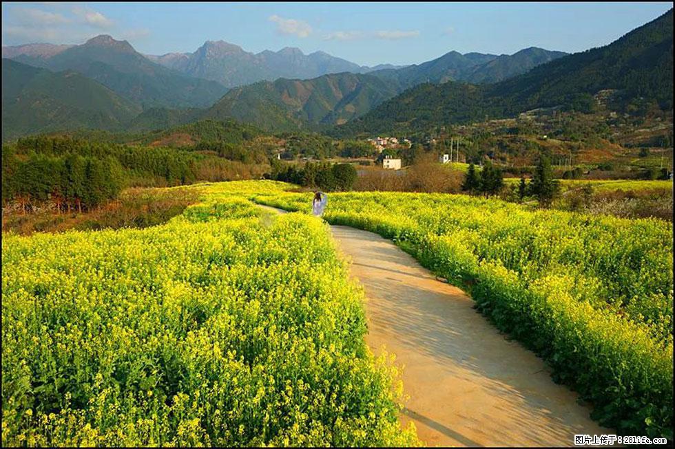 【春天，广西桂林灌阳县向您发出邀请！】长坪村油菜盛情花开 - 游山玩水 - 吐鲁番生活社区 - 吐鲁番28生活网 tlf.28life.net