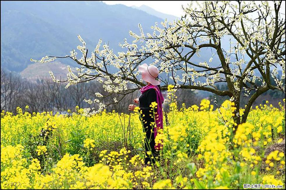 【春天，广西桂林灌阳县向您发出邀请！】长坪村油菜盛情花开 - 游山玩水 - 吐鲁番生活社区 - 吐鲁番28生活网 tlf.28life.net
