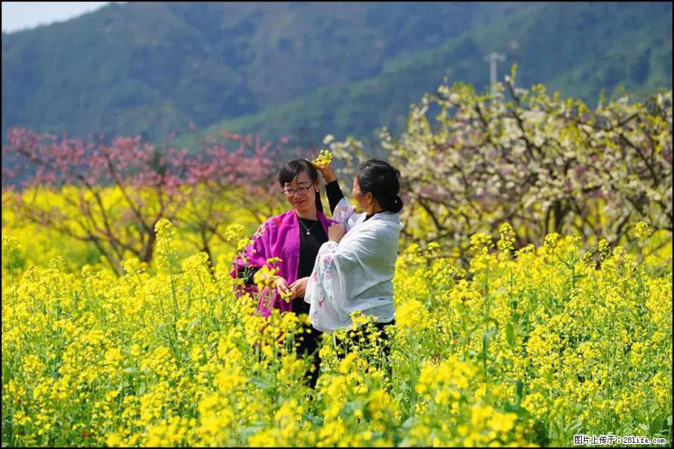 【春天，广西桂林灌阳县向您发出邀请！】长坪村油菜盛情花开 - 游山玩水 - 吐鲁番生活社区 - 吐鲁番28生活网 tlf.28life.net