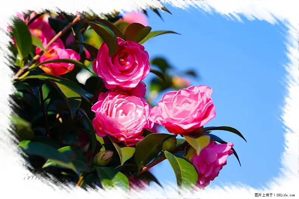 【春天，广西桂林灌阳县向您发出邀请！】杨柳井茶花惹人爱 - 游山玩水 - 吐鲁番生活社区 - 吐鲁番28生活网 tlf.28life.net
