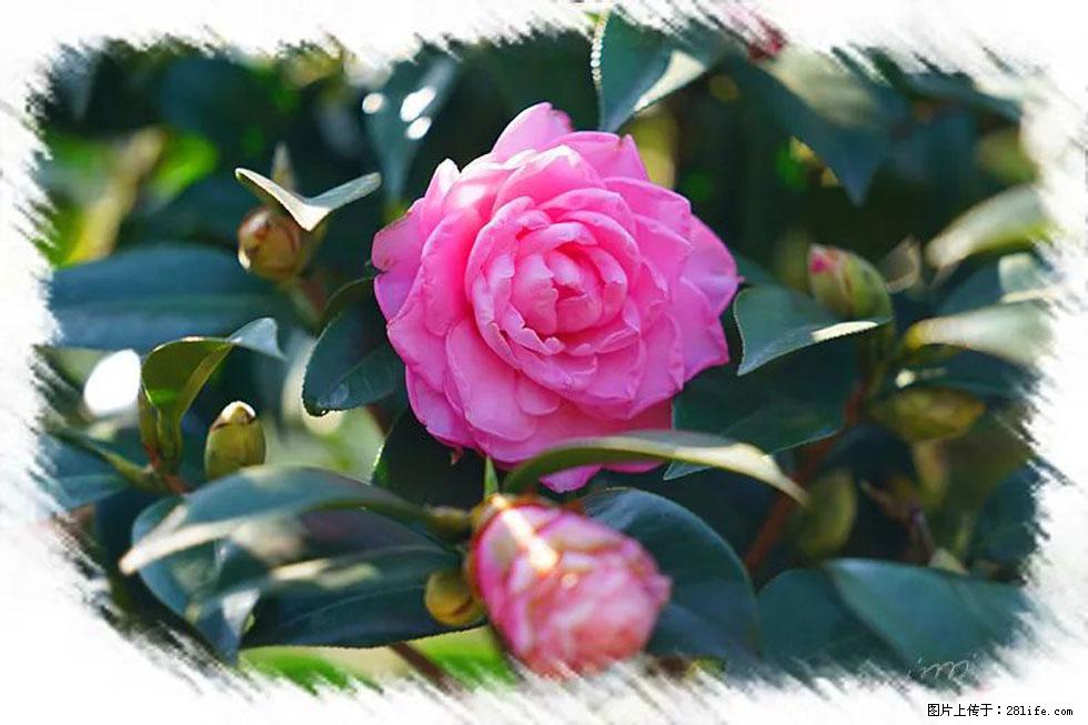【春天，广西桂林灌阳县向您发出邀请！】杨柳井茶花惹人爱 - 游山玩水 - 吐鲁番生活社区 - 吐鲁番28生活网 tlf.28life.net