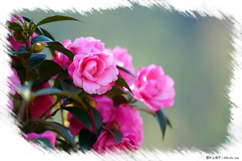 【春天，广西桂林灌阳县向您发出邀请！】杨柳井茶花惹人爱 - 游山玩水 - 吐鲁番生活社区 - 吐鲁番28生活网 tlf.28life.net