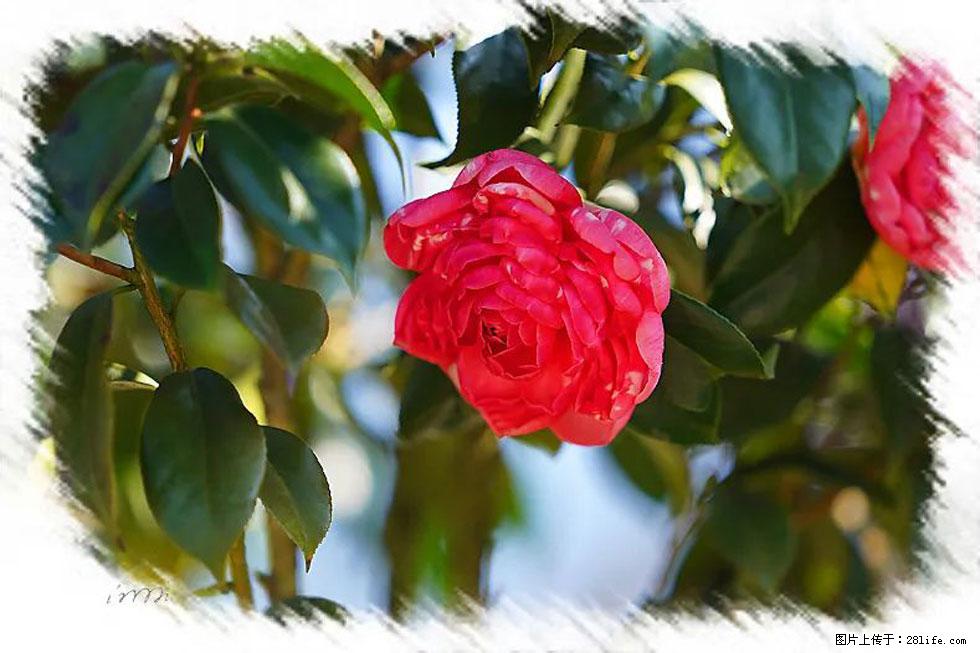 【春天，广西桂林灌阳县向您发出邀请！】杨柳井茶花惹人爱 - 游山玩水 - 吐鲁番生活社区 - 吐鲁番28生活网 tlf.28life.net