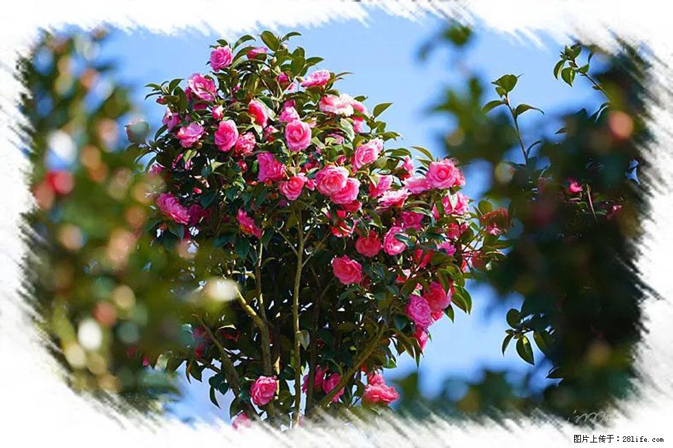 【春天，广西桂林灌阳县向您发出邀请！】杨柳井茶花惹人爱 - 游山玩水 - 吐鲁番生活社区 - 吐鲁番28生活网 tlf.28life.net