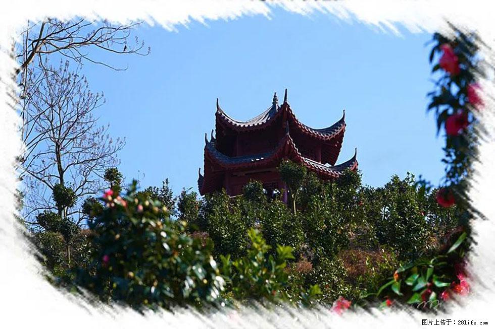 【春天，广西桂林灌阳县向您发出邀请！】杨柳井茶花惹人爱 - 游山玩水 - 吐鲁番生活社区 - 吐鲁番28生活网 tlf.28life.net