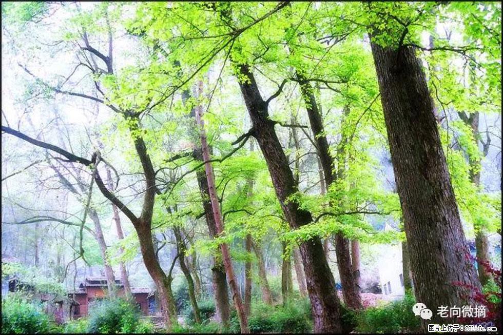 【春天,广西桂林灌阳县向您发出邀请!】在小龙村与春天约会 - 游山玩水 - 吐鲁番生活社区 - 吐鲁番28生活网 tlf.28life.net