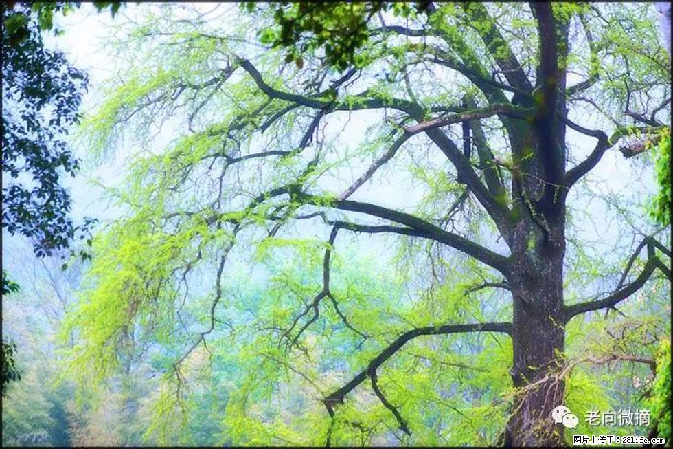 【春天,广西桂林灌阳县向您发出邀请!】在小龙村与春天约会 - 游山玩水 - 吐鲁番生活社区 - 吐鲁番28生活网 tlf.28life.net