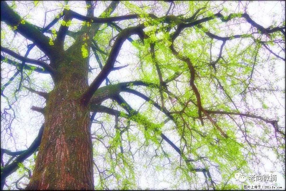 【春天,广西桂林灌阳县向您发出邀请!】在小龙村与春天约会 - 游山玩水 - 吐鲁番生活社区 - 吐鲁番28生活网 tlf.28life.net