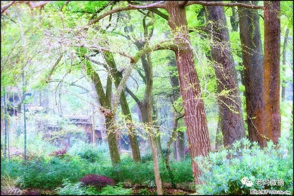 【春天,广西桂林灌阳县向您发出邀请!】在小龙村与春天约会 - 游山玩水 - 吐鲁番生活社区 - 吐鲁番28生活网 tlf.28life.net