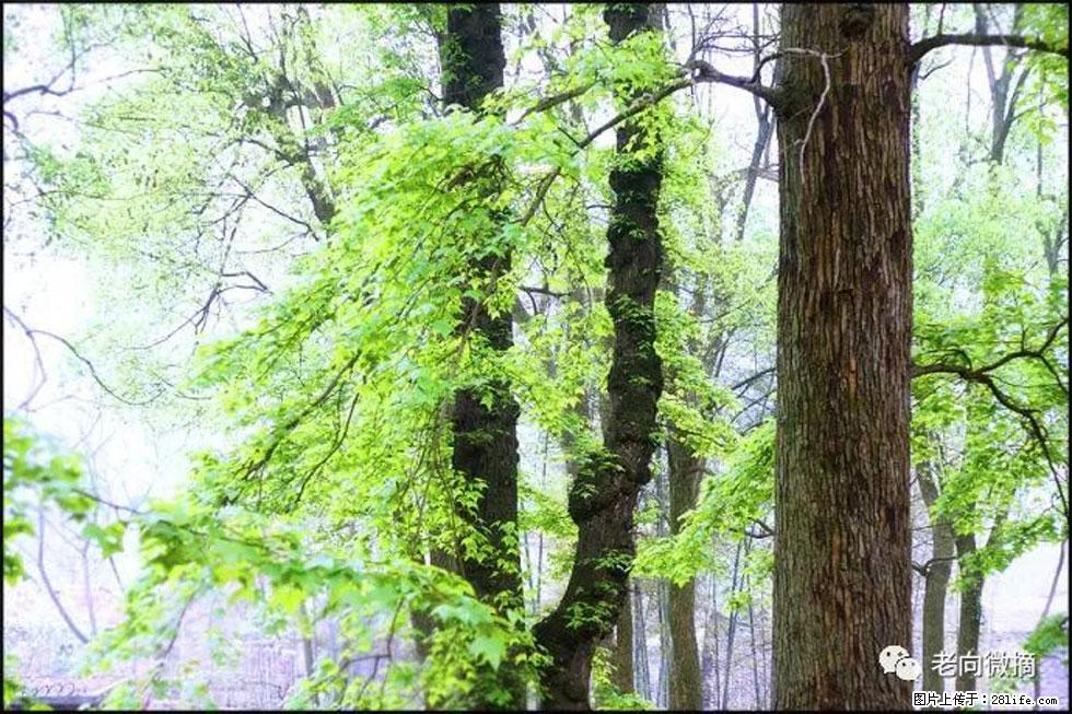 【春天,广西桂林灌阳县向您发出邀请!】在小龙村与春天约会 - 游山玩水 - 吐鲁番生活社区 - 吐鲁番28生活网 tlf.28life.net