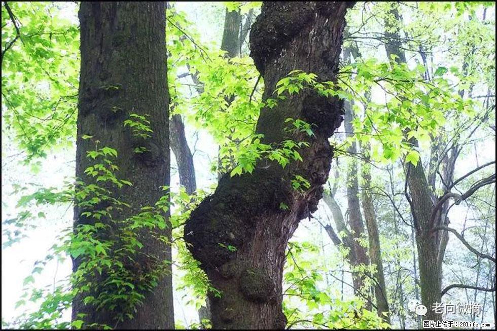 【春天,广西桂林灌阳县向您发出邀请!】在小龙村与春天约会 - 游山玩水 - 吐鲁番生活社区 - 吐鲁番28生活网 tlf.28life.net