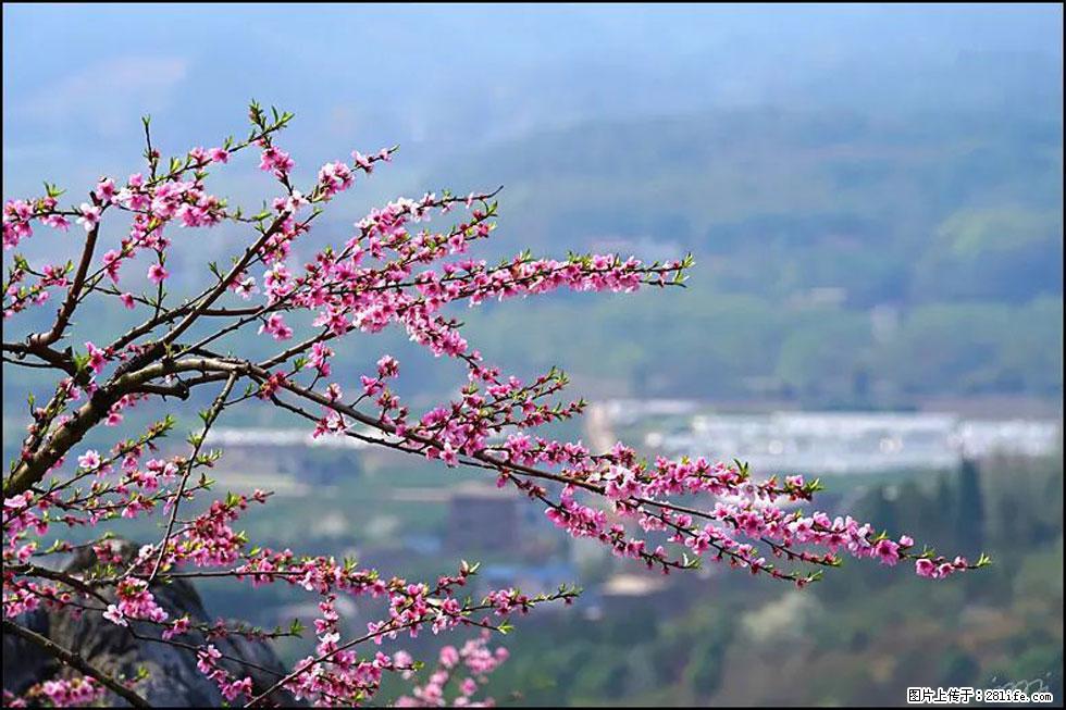 【春天，广西桂林灌阳县向您发出邀请！】望月岭上桃花开 - 游山玩水 - 吐鲁番生活社区 - 吐鲁番28生活网 tlf.28life.net