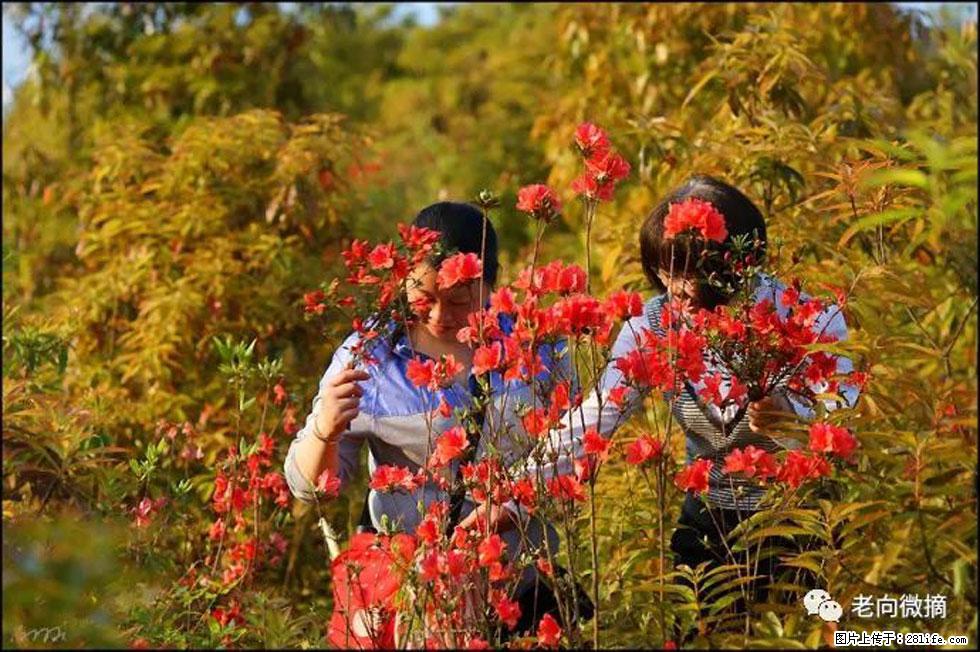 【春天，广西桂林灌阳县向您发出邀请！】登麒麟山，相约映山红 - 游山玩水 - 吐鲁番生活社区 - 吐鲁番28生活网 tlf.28life.net