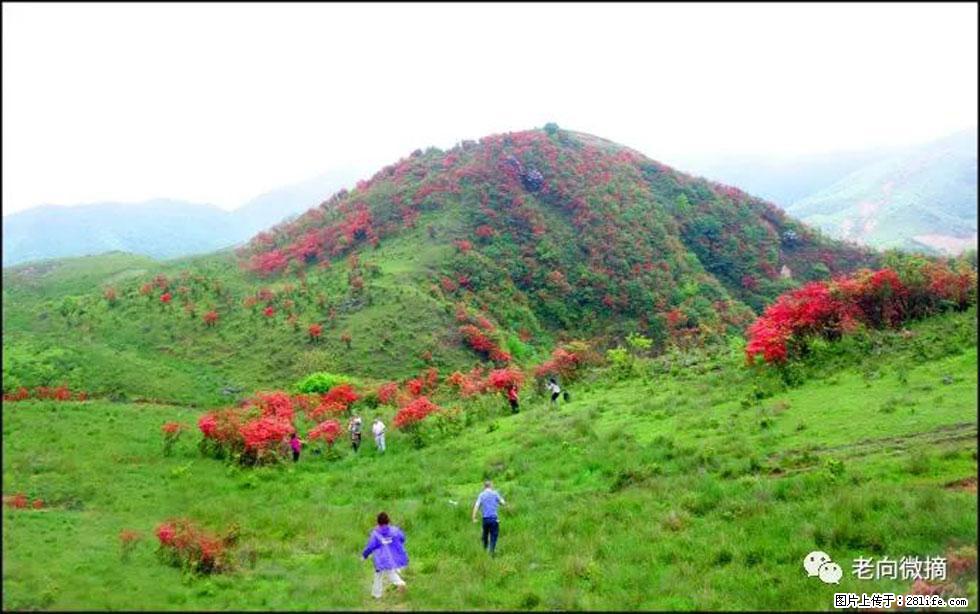 【春天，广西桂林灌阳县向您发出邀请！】宝盖山上映山红 - 游山玩水 - 吐鲁番生活社区 - 吐鲁番28生活网 tlf.28life.net