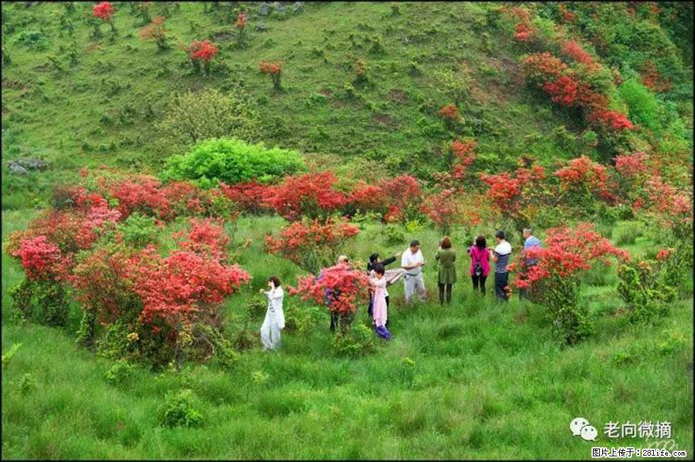 【春天，广西桂林灌阳县向您发出邀请！】宝盖山上映山红 - 游山玩水 - 吐鲁番生活社区 - 吐鲁番28生活网 tlf.28life.net