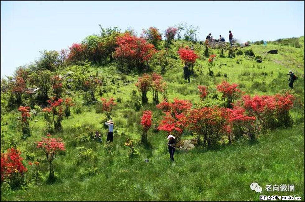 【春天，广西桂林灌阳县向您发出邀请！】宝盖山上映山红 - 游山玩水 - 吐鲁番生活社区 - 吐鲁番28生活网 tlf.28life.net