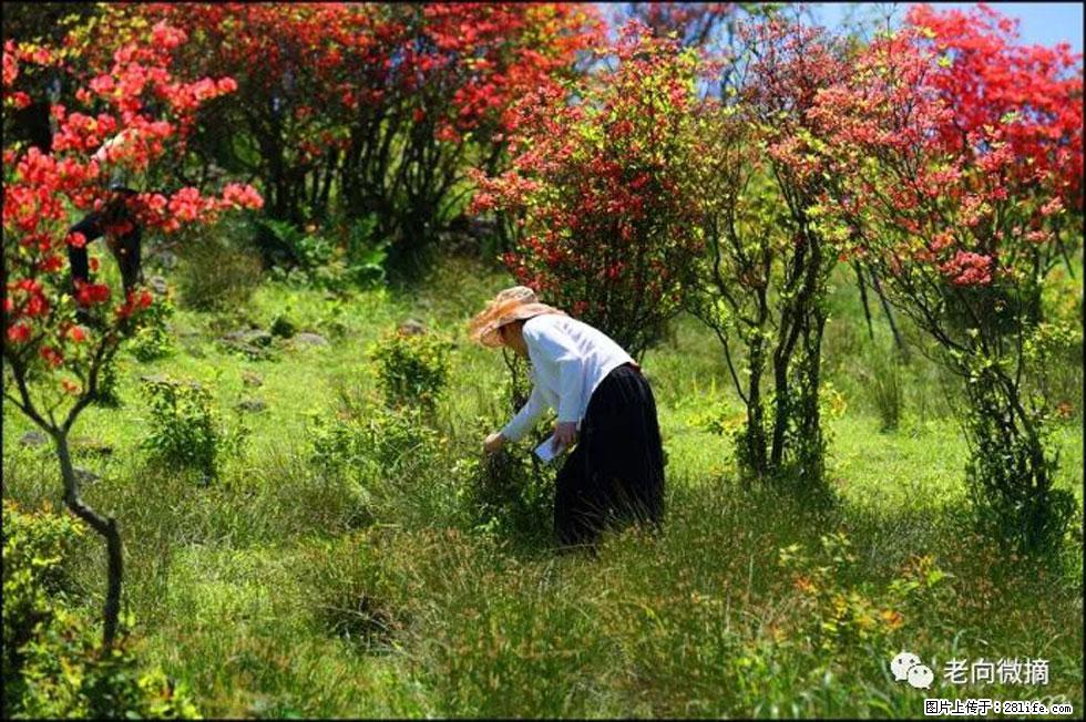 【春天，广西桂林灌阳县向您发出邀请！】宝盖山上映山红 - 游山玩水 - 吐鲁番生活社区 - 吐鲁番28生活网 tlf.28life.net