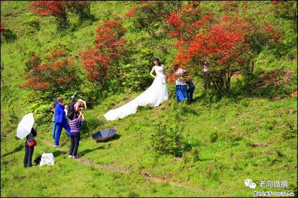 【春天，广西桂林灌阳县向您发出邀请！】宝盖山上映山红 - 游山玩水 - 吐鲁番生活社区 - 吐鲁番28生活网 tlf.28life.net