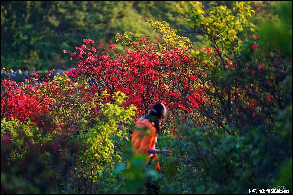 【春天，广西桂林灌阳县向您发出邀请！】春木界上映山红 - 游山玩水 - 吐鲁番生活社区 - 吐鲁番28生活网 tlf.28life.net