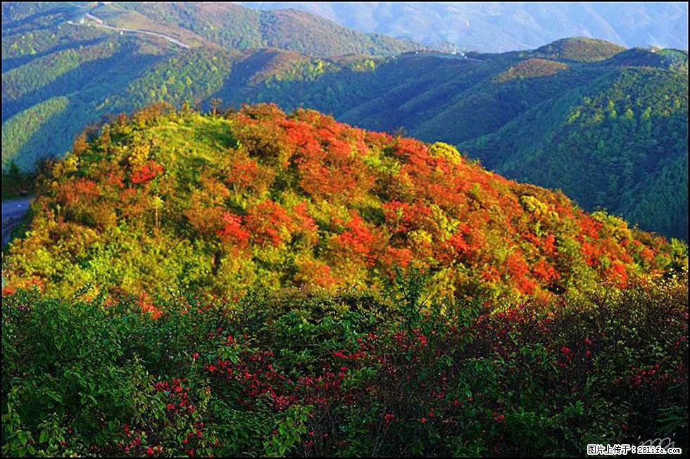 【春天，广西桂林灌阳县向您发出邀请！】春木界上映山红 - 游山玩水 - 吐鲁番生活社区 - 吐鲁番28生活网 tlf.28life.net