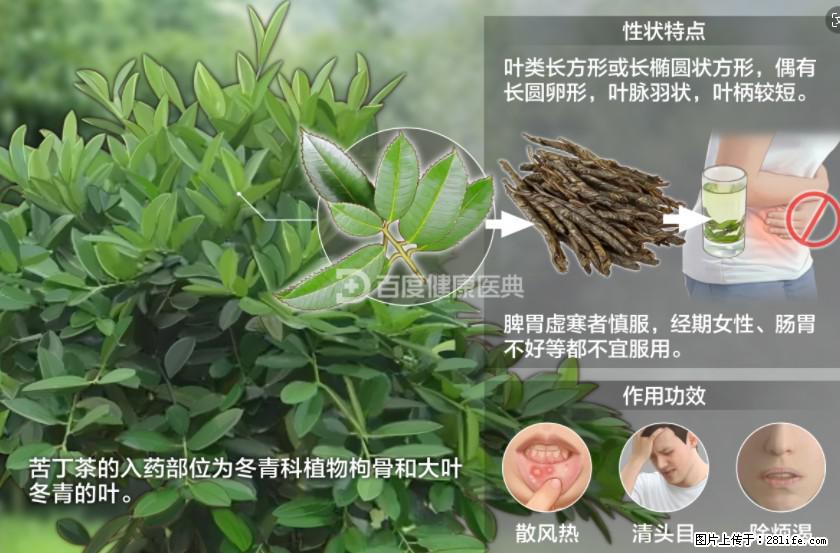 苦丁茶有哪些功效和作用 - 生活百科 - 吐鲁番生活社区 - 吐鲁番28生活网 tlf.28life.net