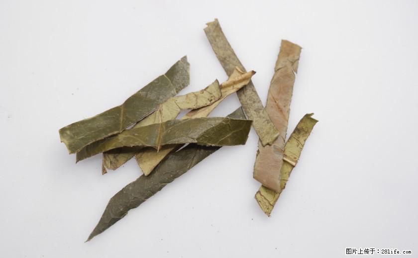 苦丁茶有哪些功效和作用 - 生活百科 - 吐鲁番生活社区 - 吐鲁番28生活网 tlf.28life.net