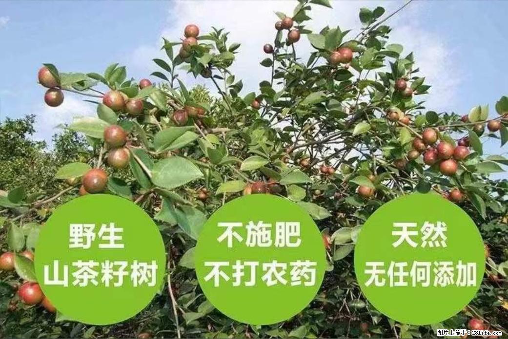 【灌阳县油茶产业示范区】一个有着充实的精神生活的人，对待身外之物自会有一种淡泊的态度 - 土特产 - 饮食特产 - 吐鲁番分类信息 - 吐鲁番28生活网 tlf.28life.net