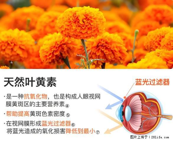 叶黄素有什么功效和作用 - 生活百科 - 吐鲁番生活社区 - 吐鲁番28生活网 tlf.28life.net