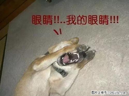 笑癫了！一女的怀孕三年未生，他终于忍不住了... - 娱乐八卦 - 吐鲁番生活社区 - 吐鲁番28生活网 tlf.28life.net