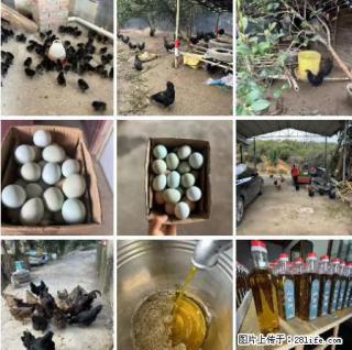油茶园从小鸡仔开始养起的纯土鸡、土鸡蛋可以预定啦！还有前几天刚榨的纯山茶油哦 - 吐鲁番28生活网 tlf.28life.net