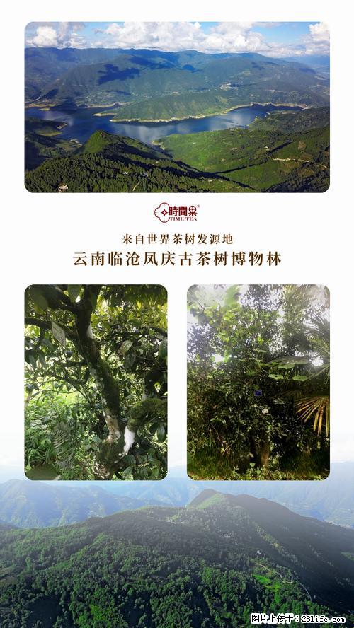 时间果百年古树2025年春红茶 - 购物交流 - 吐鲁番生活社区 - 吐鲁番28生活网 tlf.28life.net