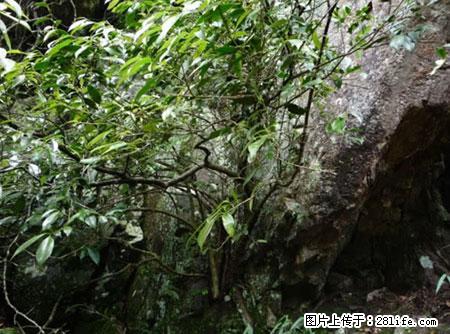 平乐石崖茶，珍贵仅次于金花茶 - 吐鲁番生活资讯 - 吐鲁番28生活网 tlf.28life.net