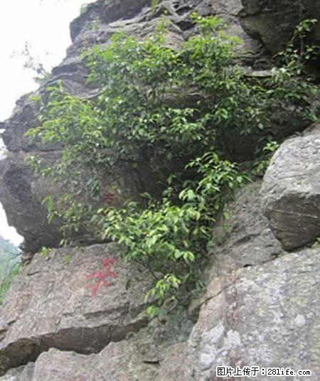 平乐石崖茶，珍贵仅次于金花茶 - 吐鲁番生活资讯 - 吐鲁番28生活网 tlf.28life.net