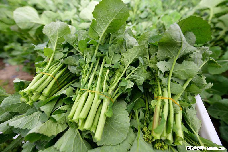 这些蔬菜是“天然钙片”，这6种被医生重点推荐 - 吐鲁番生活资讯 - 吐鲁番28生活网 tlf.28life.net